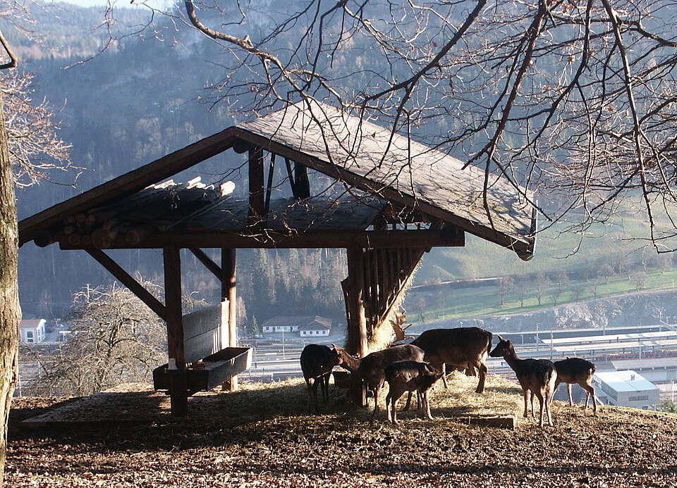 wildlife park Feldkirch（Austria）