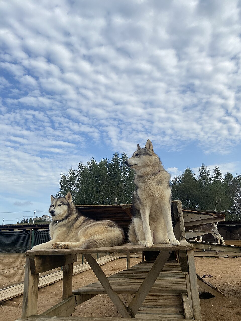 Husky Village（Russia）