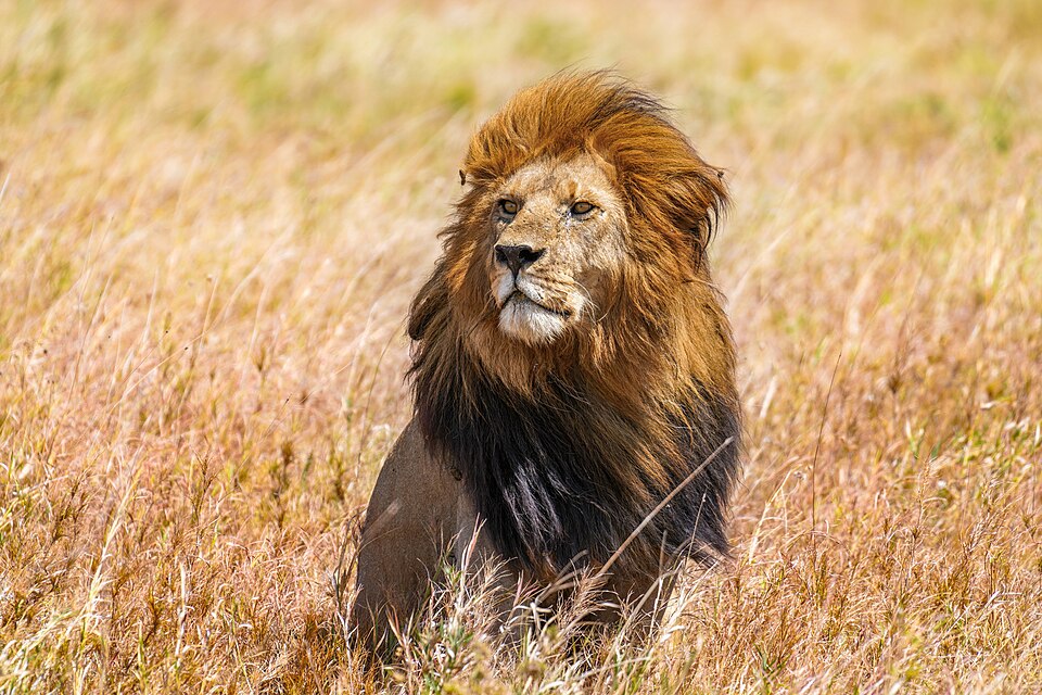Abruzzo Zoo（Italy）